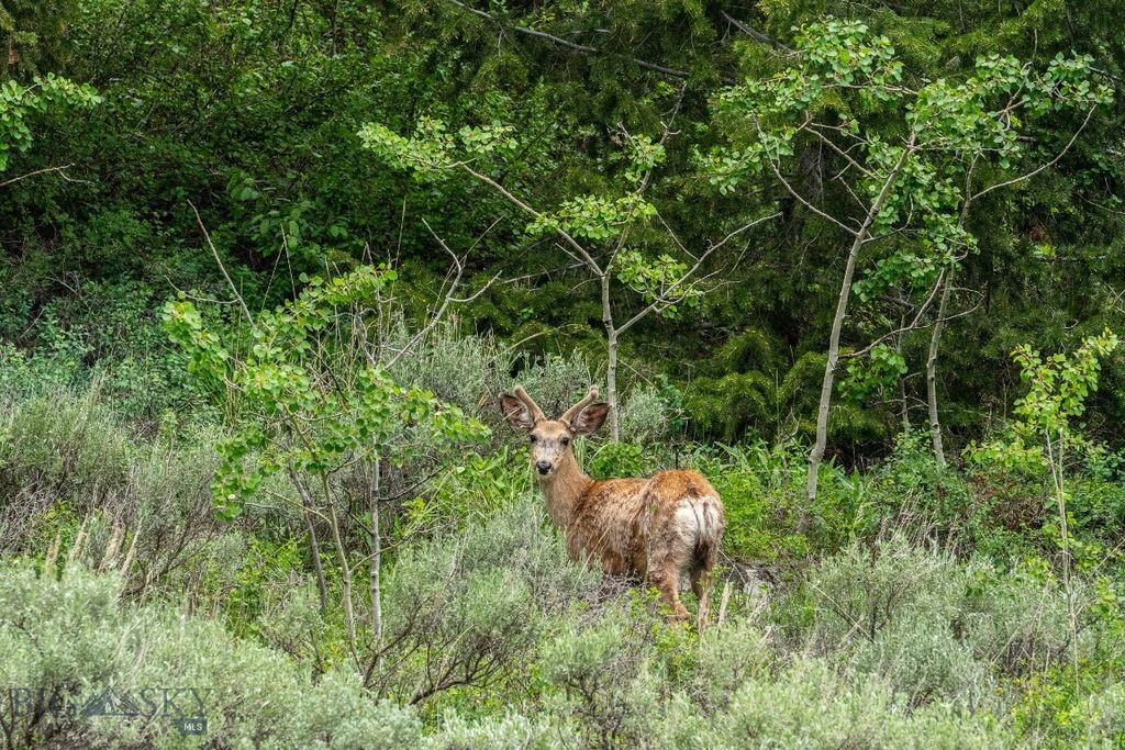 5200 Elk Lake Road, Lima, MT 59739 photo 50