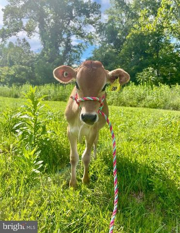 11183 DROGHEDA MOUNTAIN RD, Rixeyville, VA 22737