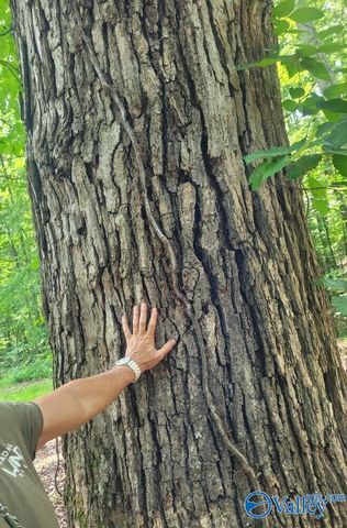 1619 Peck Hollow Road, Somerville, AL 35670