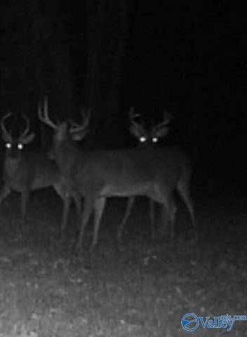 1619 Peck Hollow Road, Somerville, AL 35670