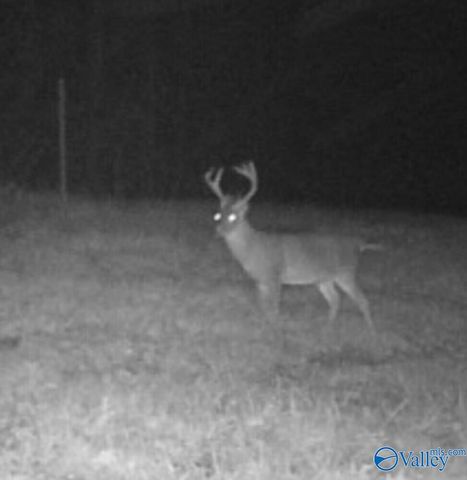 1619 Peck Hollow Road, Somerville, AL 35670