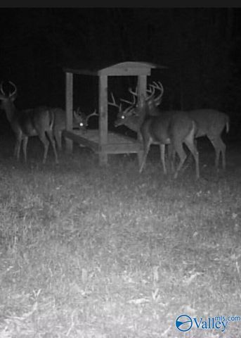 1619 Peck Hollow Road, Somerville, AL 35670