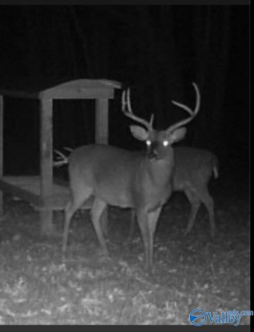 1619 Peck Hollow Road, Somerville, AL 35670