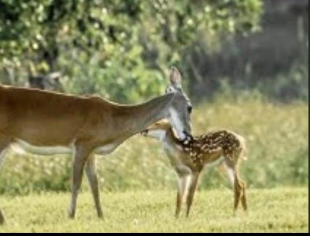 345 Sandy Trail, Angleton, TX 77486