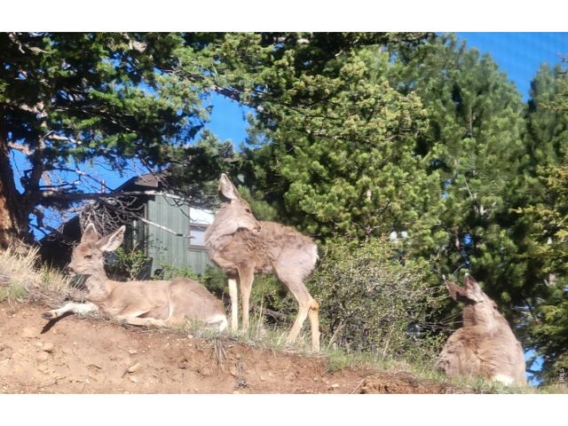 2709 Sunrise Ct, Estes Park, CO 80517