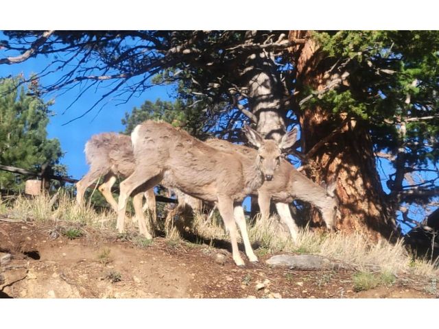 2709 Sunrise Ct, Estes Park, CO 80517