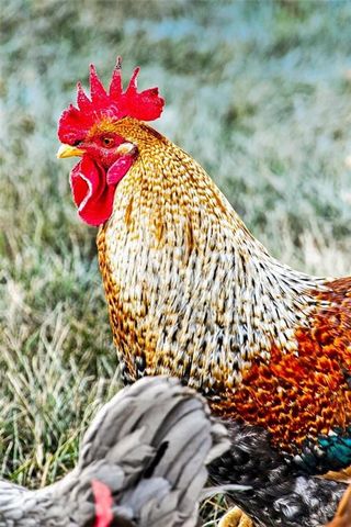 5199 SE Fox Run Road, Lathrop, MO 64465