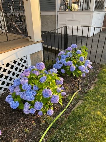 258 Belmont St 1, Watertown, MA 02472