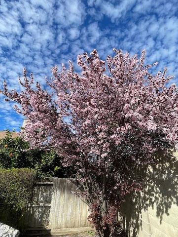 196 Dyer Ave, Manteca, CA 95336