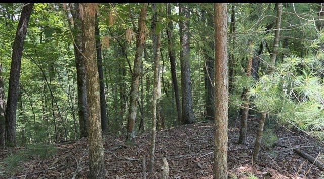 LT2607 Magnet Court, Ellijay, GA 30540