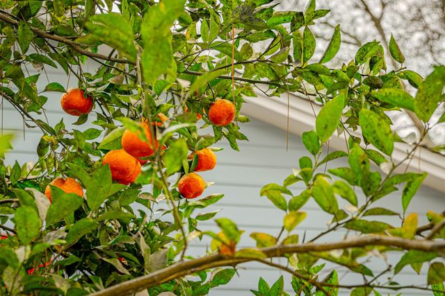 5024 Pimlico Drive, Tallahassee, FL 32309