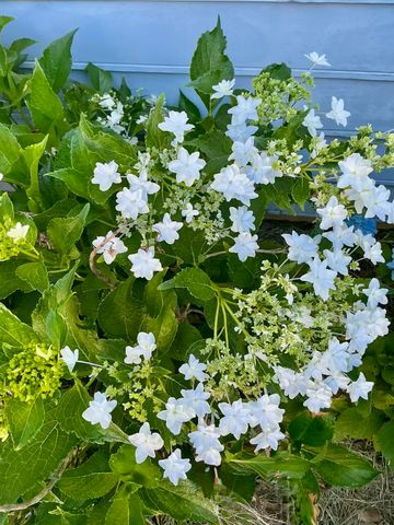 5024 Pimlico Drive, Tallahassee, FL 32309