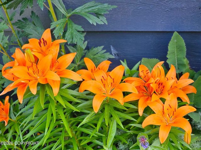 7515 E 20th Avenue, Anchorage, AK 99504