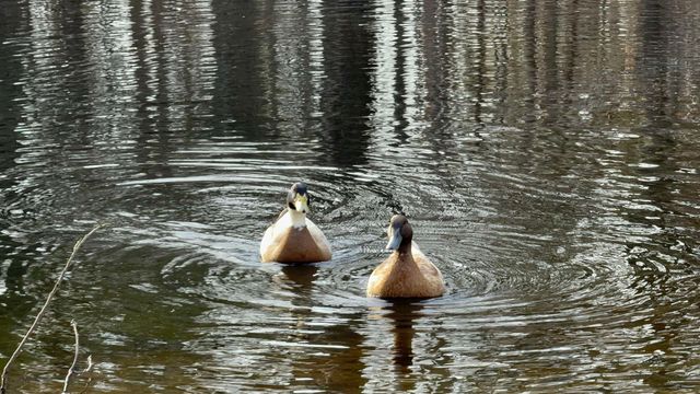 1830 OLD BROWNSVILLE RD, Somerville, TN 38068