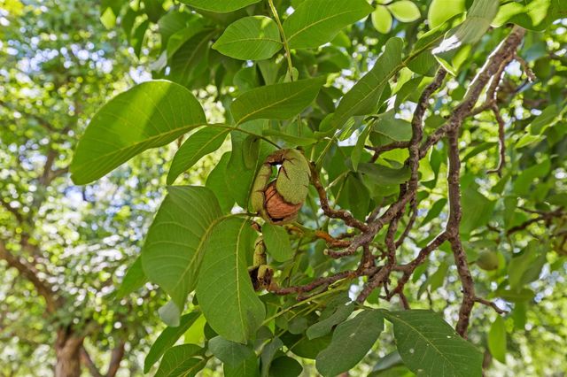 609 Meyers Ave, Gridley, CA 95948