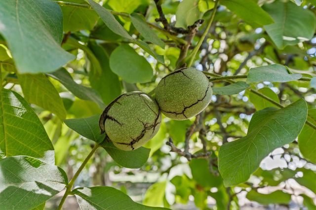 609 Meyers Ave, Gridley, CA 95948