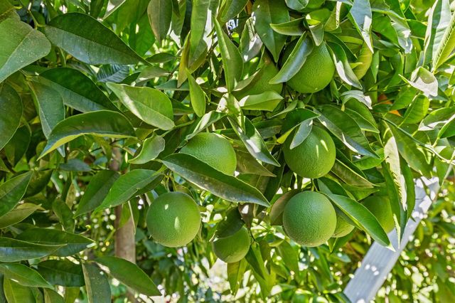 609 Meyers Ave, Gridley, CA 95948