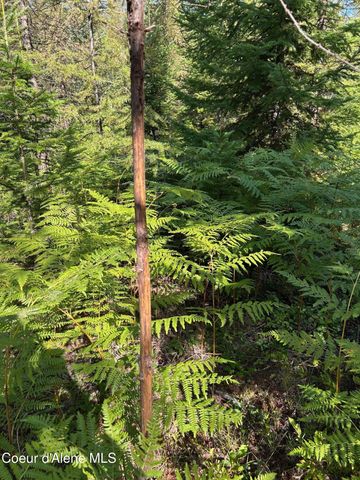 NKA Tract 6 USFS 2294, Clark Fork, ID 83811