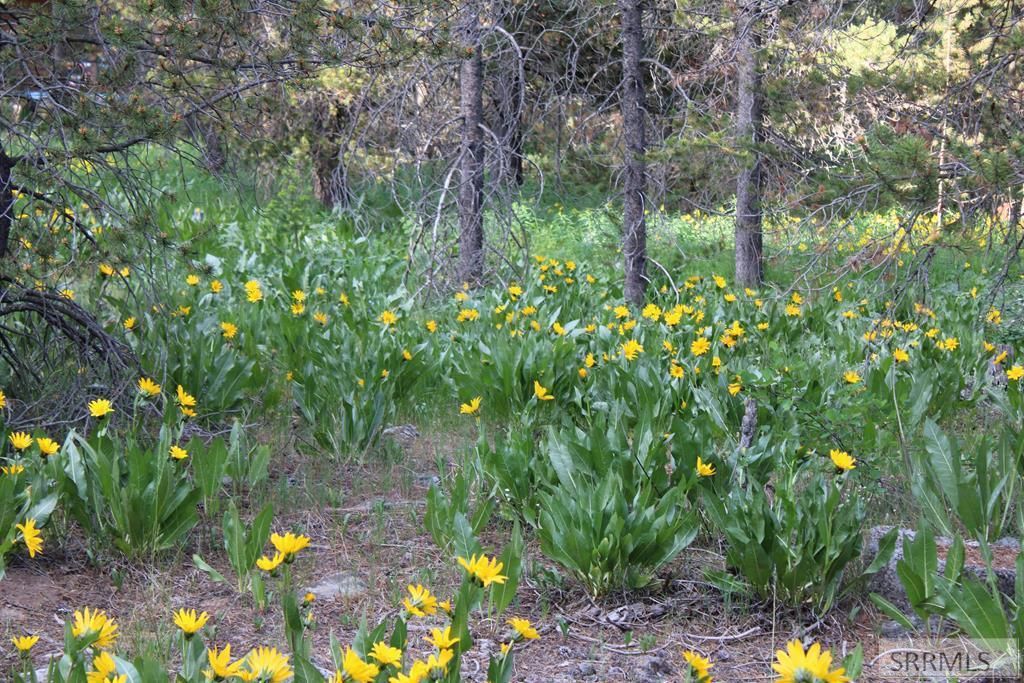 Image 2 of property listing at 3511 Buffalo Lane, Island Park, ID 83429