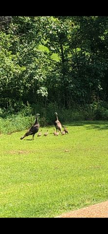 130 Tison Ln, Cottontown, TN 37048