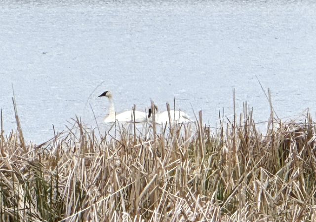 11365 Platt Avenue SW, Cokato, MN 55321