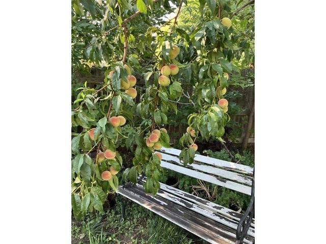 165 Yellowfield Way, Erie, CO 80516