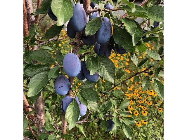 165 Yellowfield Way, Erie, CO 80516