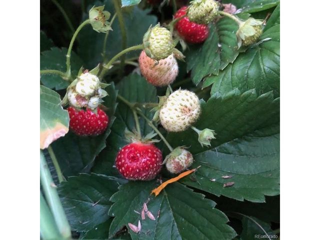 165 Yellowfield Way, Erie, CO 80516