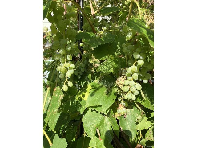 165 Yellowfield Way, Erie, CO 80516