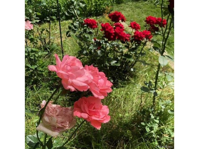 165 Yellowfield Way, Erie, CO 80516