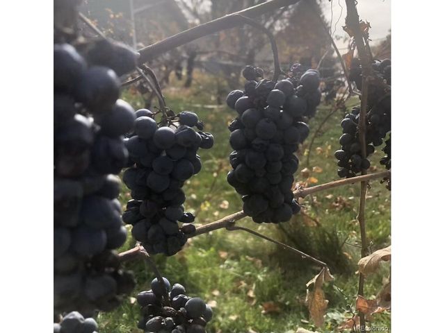 165 Yellowfield Way, Erie, CO 80516