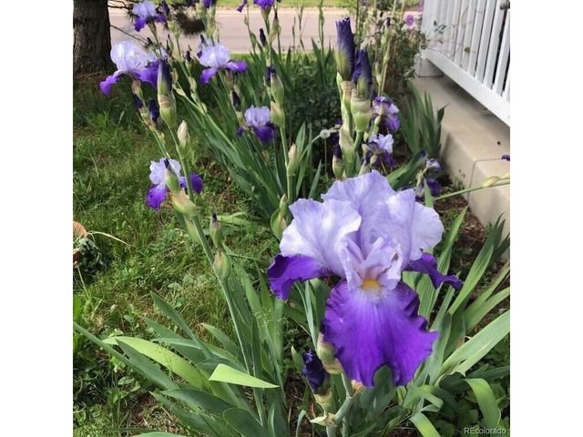 165 Yellowfield Way, Erie, CO 80516