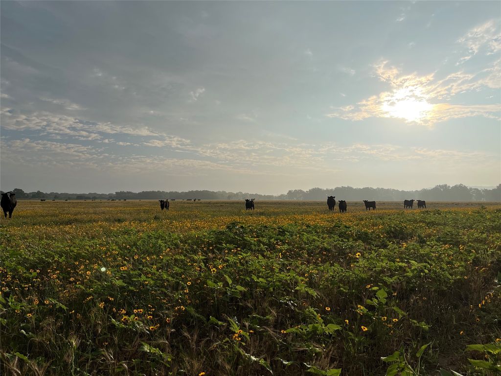 TBD CR 131, Tuscola, TX 79562