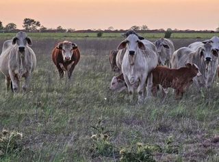 N/A Old Columbus Rd N, Sealy, TX 77474