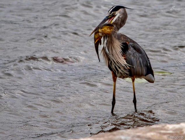 10418 KING Road, Springfield Twp, MI 48350