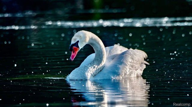 10418 KING Road, Springfield Twp, MI 48350