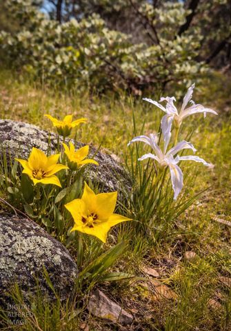 10952 Gopher Mine Trl, Grass Valley, CA 95949