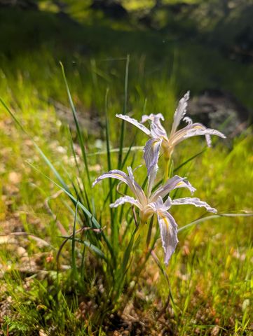 10952 Gopher Mine Trl, Grass Valley, CA 95949