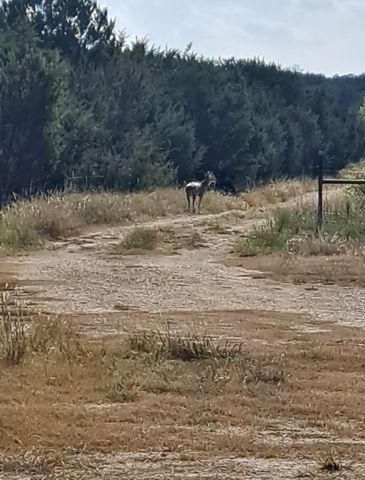 3828 W Fm 219, Hico, TX 76457
