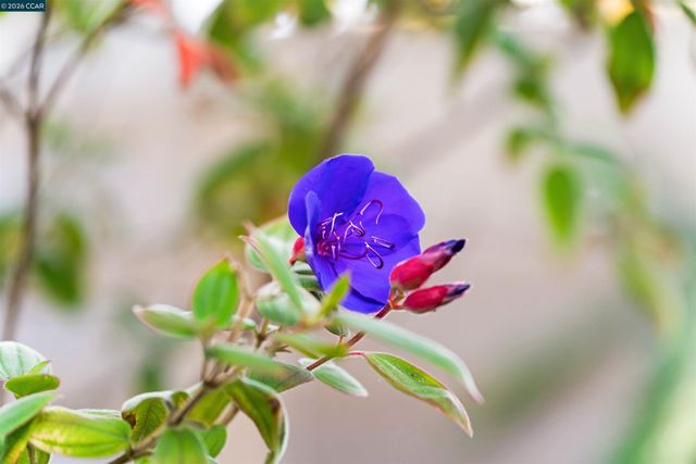 582 La Corso Dr, Walnut Creek, CA 94598