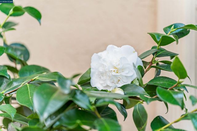 582 La Corso Dr, Walnut Creek, CA 94598