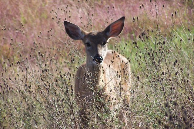1172 Arrowhead Trail, Nekoosa, WI 54457