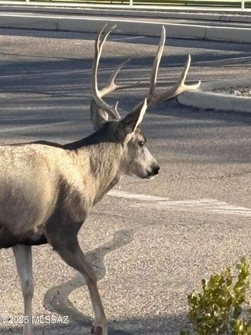 37547 S Canyon Side Drive, Saddlebrooke, AZ 85739