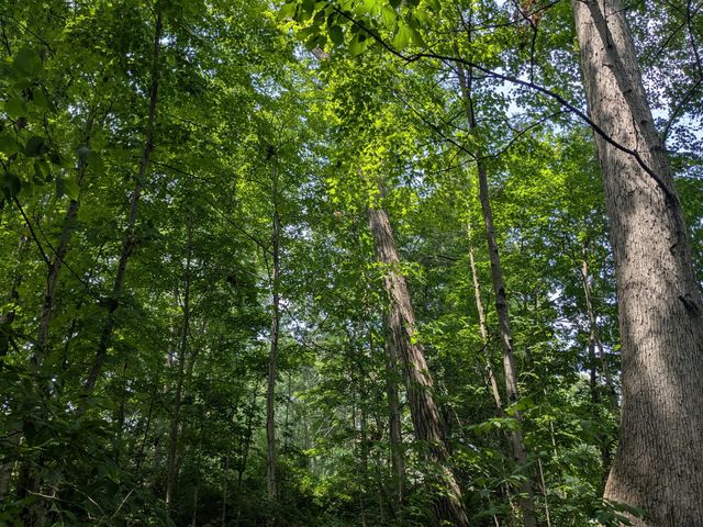 403 Palm Drive, Marysville, OH 43040