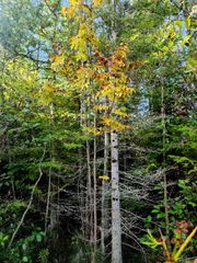 0 State Road, Kalkaska, MI 49646