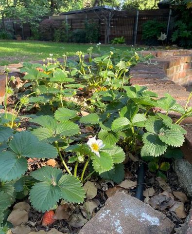 135 Nevada Ave, Roseville, CA 95678