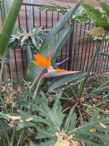 135 Nevada Ave, Roseville, CA 95678