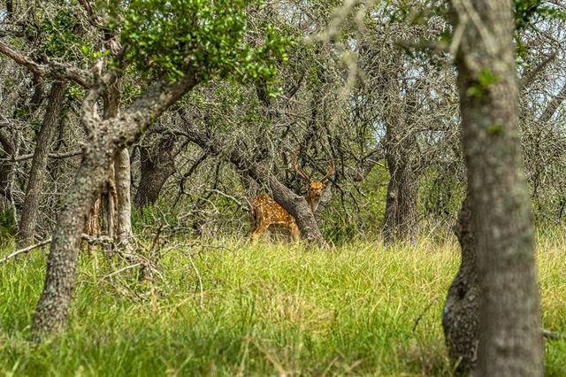 1379 Barker-Rogers Rd, Harper, TX 78631