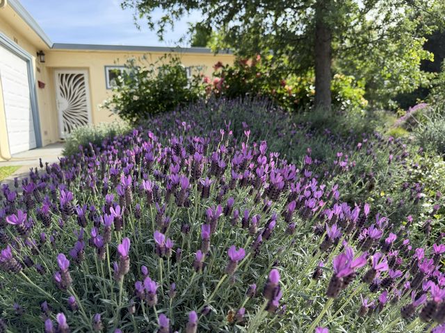 938 snyder, Davis, CA 95616