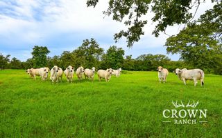 TBD FM 908 (+/-657 acres), Caldwell, TX 77836
